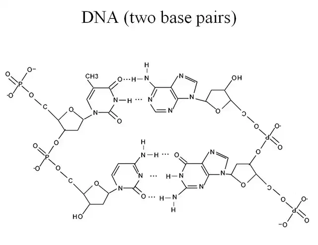 DNA App