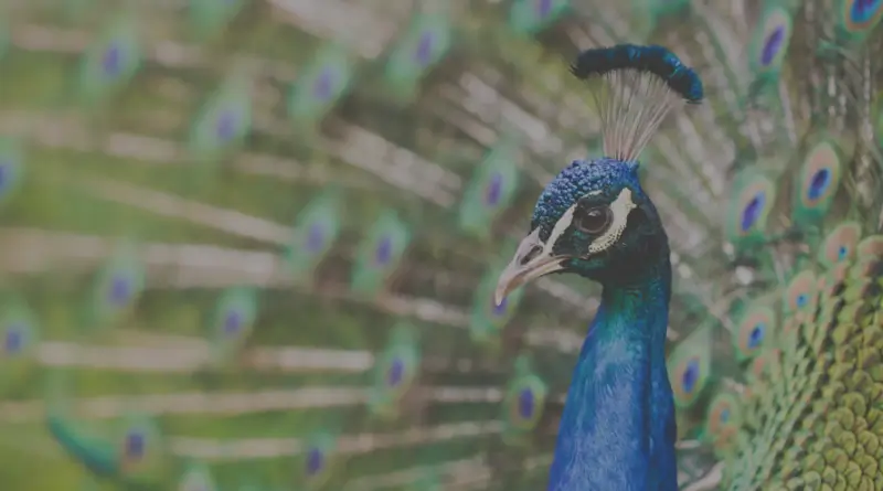 Crucial or Vanity? Minding Metrics That Matter